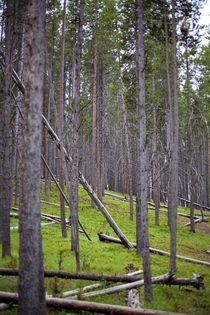 Forests at Yellowstone 