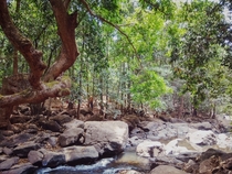 Forests of Sonaulim Goa India   