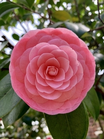 Found a perfectly round camellia at a local greenhouse