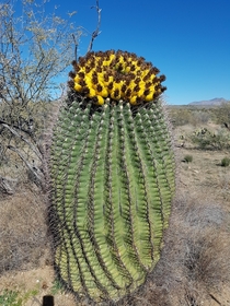 Found in Catalina State Park Tucson AZ