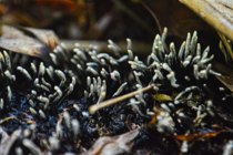 Found more of these Xylaria polymorpha growing in a decomposing log