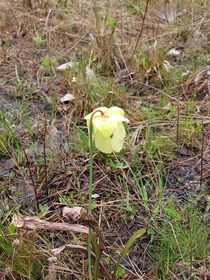Found on a walking trail surrounded by dead pitcher plants Can anyone name it for me