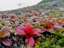 Found these gorgeous and colorful plants while out backpacking in Alaska 