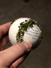 Found this baseball out in my woods