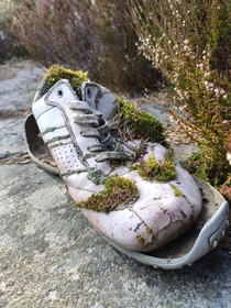 Found this shoe in the forest reupload because of spelling error