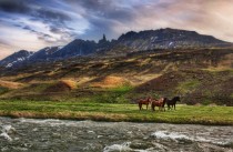 Four horses in Iceland near Akureyri 