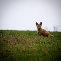 Fox cub Photo credit to uElouiseotter