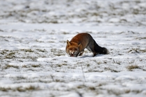 Fox out in the snow Photo credit to Yvonne Huijens