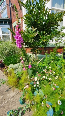 Foxgloves and other flora in Sheffield England