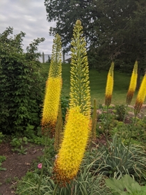 Foxtail lily