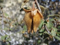 Fremontodendron californicum flannelbushcapsule  