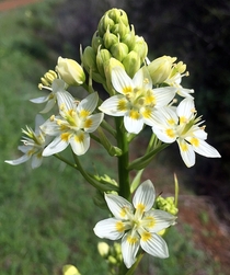 Fremonts Death Camas Star Lily - Toxicoscordion fremontii syn Zigadenus fremontii 