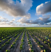 Fresh crops at the coast just behind the dike in the Netherlands  photo by Daniel Bosma