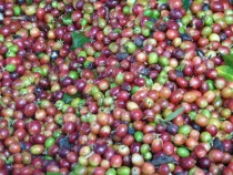 Fresh picked coffee beans 