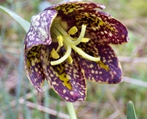Fritillaria affinis Chocolate lily alpine meadow Pacific Northwest 