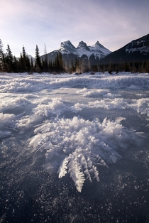 Frost Flowers and the Three Sisters 