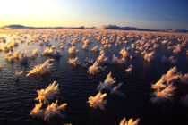 Frost Flowers in Bloom on Arctic Sea Ice They form from imperfections on the surface of the ice in sub-zero temperatures normally around the -C mark The spikes have been found to contain microorganisms making them temporary miniature ecosystems similar to