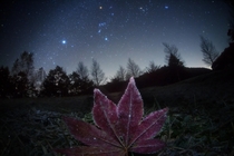 Frosted Leaf and Night Sky