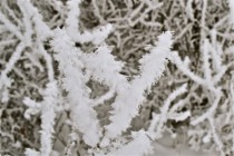 Frosty Branches 