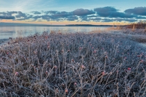 Frosty Thorns Estonia 