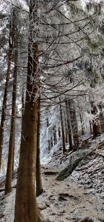 Frozen beauty of Slovakian nature on way to Kak 