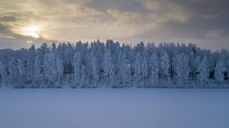 Frozen Forest  Loimaa Finland 
