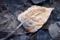 Frozen leaf 
