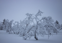 Frozen magical trees Finland 