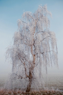 Frozen tree  Foxley Norfolk Fuji Xpro -mm 