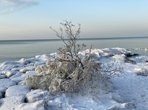 Frozen Tree on Lake Ontario New York  x