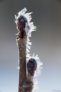 Frozen Willow  by Miska Nrhi