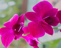 Fuchsia Dendrobium Pink Orchid 