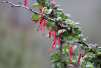 Fuchsia-flowered gooseberry Ribes speciosum 