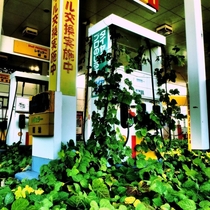 Fukushima Shell station when nature takes over