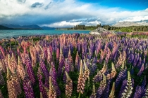 Full Bloom - Lake Tekapo New Zealand 