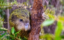 Fun fact Kakapo cant fly They are the worlds only flightless parrot  Jake Osborne