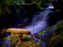 Fungi and Waterfall  brecon Beacons National Park Wales 
