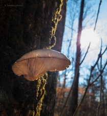 Fungi variety