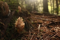 Funky fungi along Appalachian Trail in Maine 