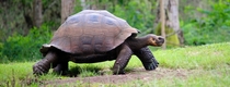 Galapagos tortoises walking up a hill 