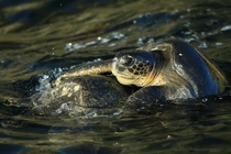 Galpagos green sea turtles having sex 
