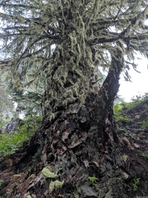 Gandalf of the Forest - Massive Majestic Tree Covered in Moss - Pompey Peak WA 