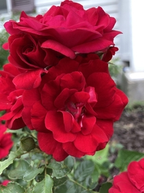 Garden Rose 