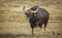 Gaur Indian Bison is the largest wild bovid alive today It is the largest species among the wild cattle  - Tadoba Maharashtra India