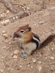 Gave this chipmunk a berryhe seemed to like it 