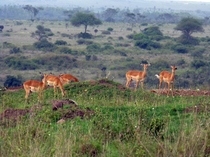 Gazelles in Nairobi National Park Kenya 