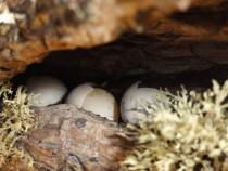 Gecko eggs inside a tree twig at the beach Praia Formosa Brazil-ES 