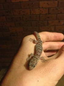 Gecko found in my backyard unsure of subspecies 