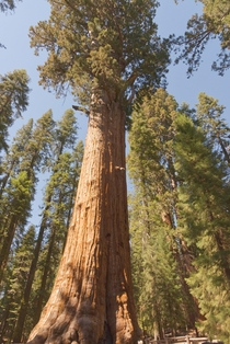 General Sherman Tree Sequoia National Park CA 