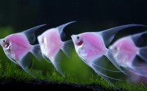 Genetically engineered angelfish Pterophyllum glowing at the Taiwan International Aquarium Expo in Taipei 